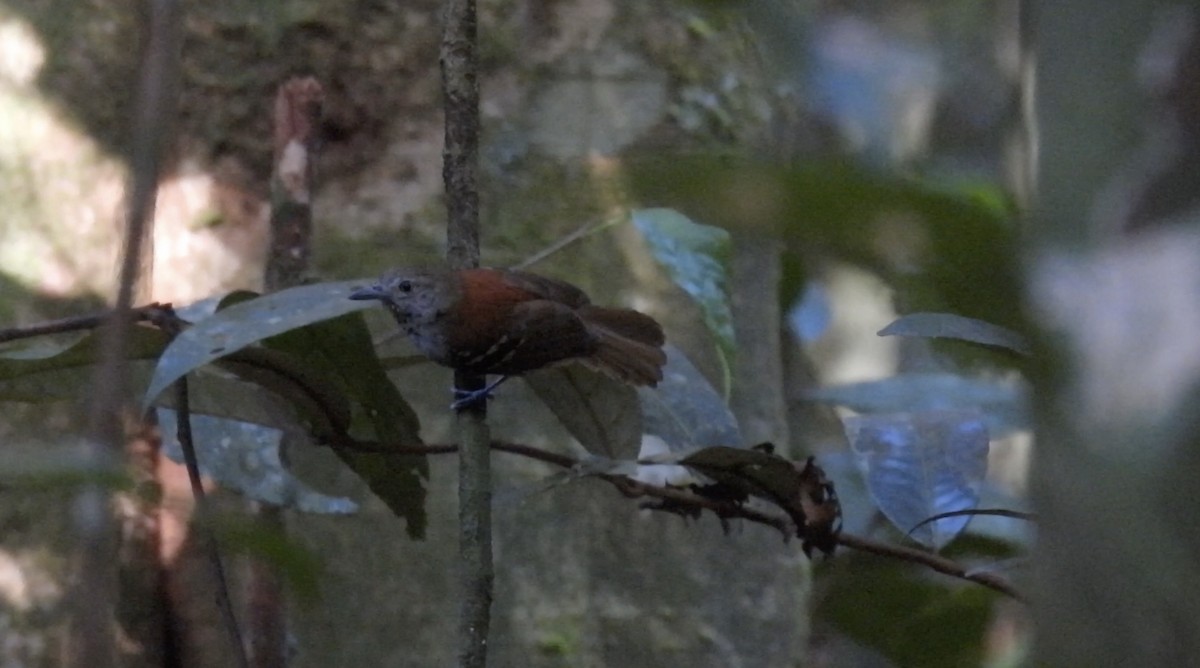 Ornate Stipplethroat - ML643922705