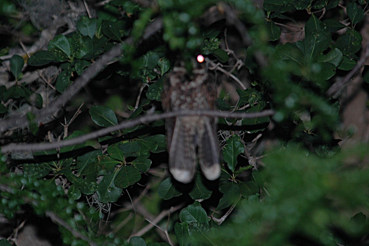 Puerto Rican Nightjar - ML643922713