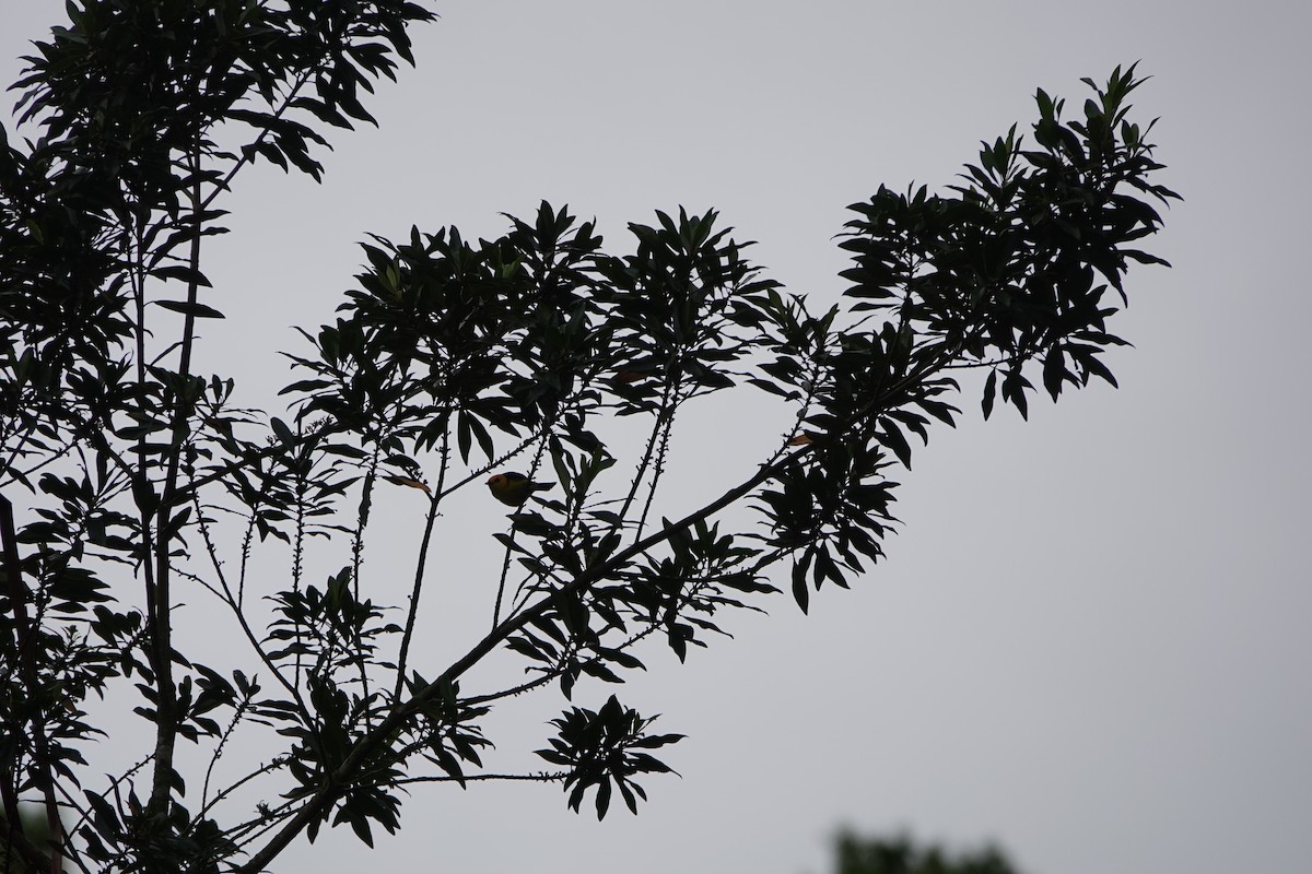 Tangara Negriamarilla - ML643922733