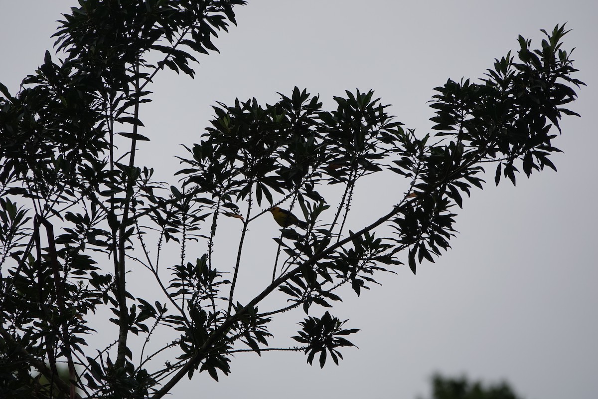 Tangara Negriamarilla - ML643922734