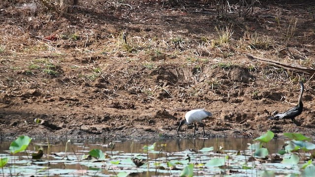 Black-headed Ibis - ML643922742