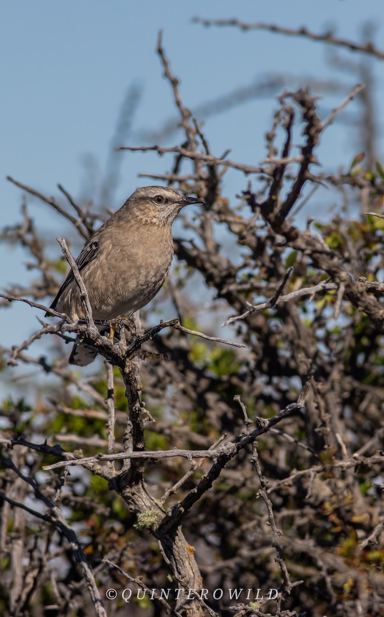 Patagonya Taklitçisi - ML643922752