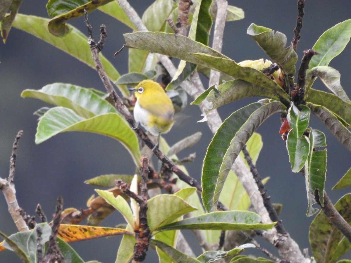 インドメジロ - ML643922783