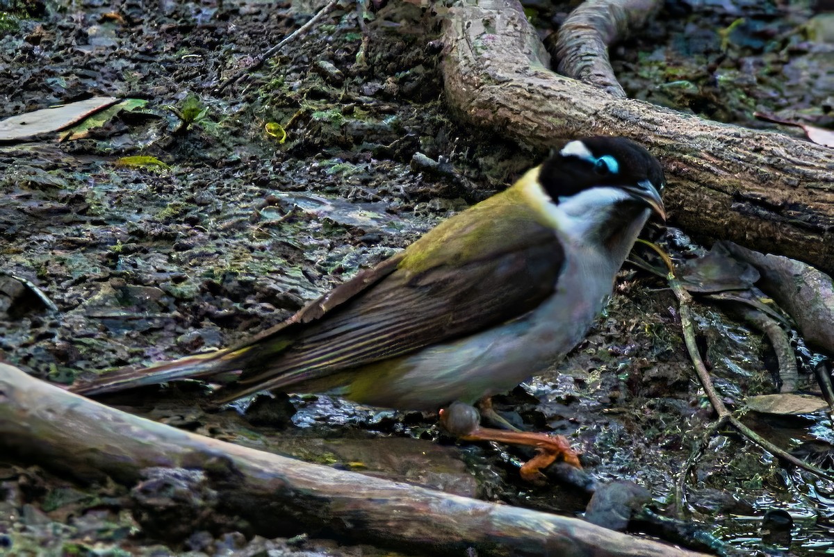 ノドグロハチマキミツスイ（gularis） - ML643922786