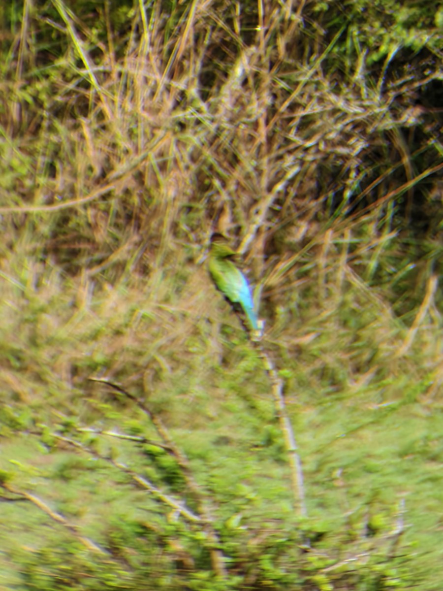 Blue-tailed Bee-eater - ML643922793