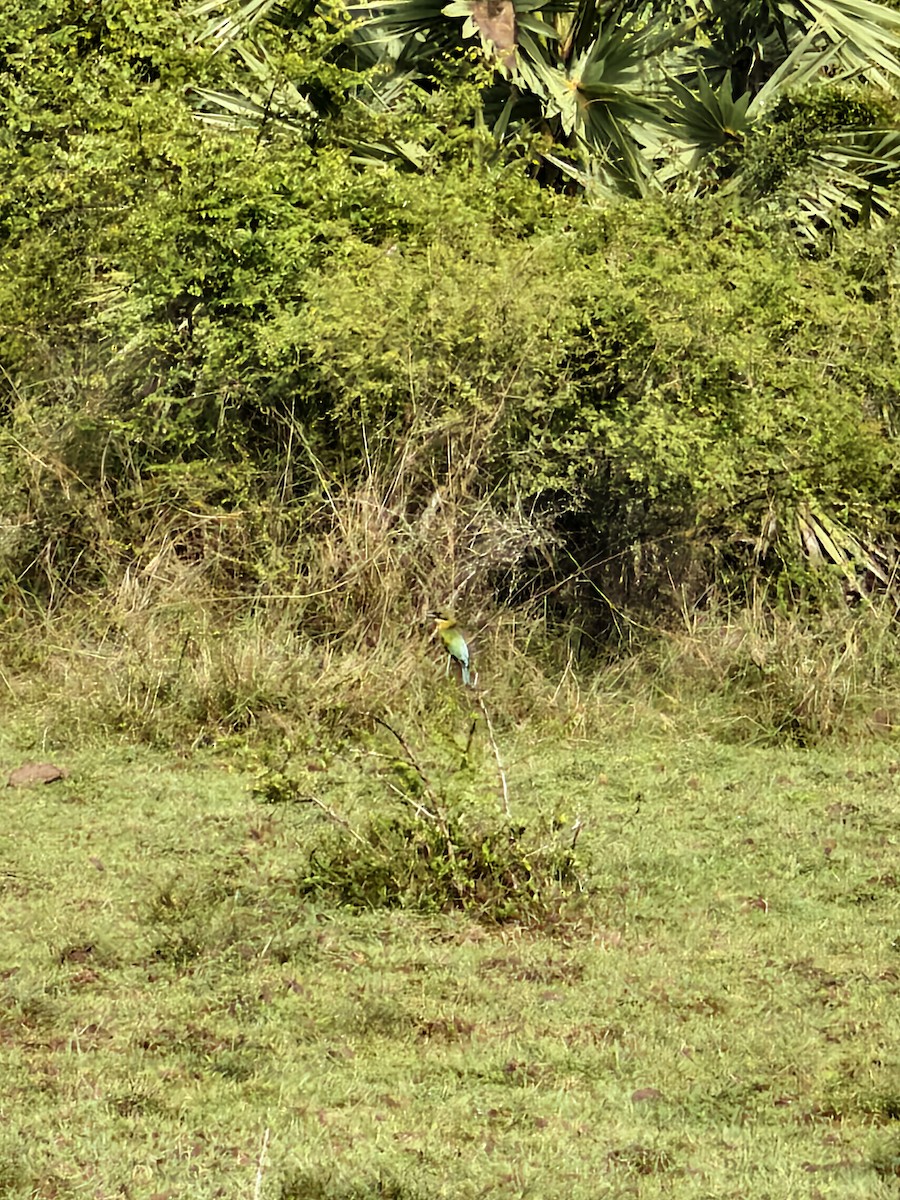Blue-tailed Bee-eater - ML643922794