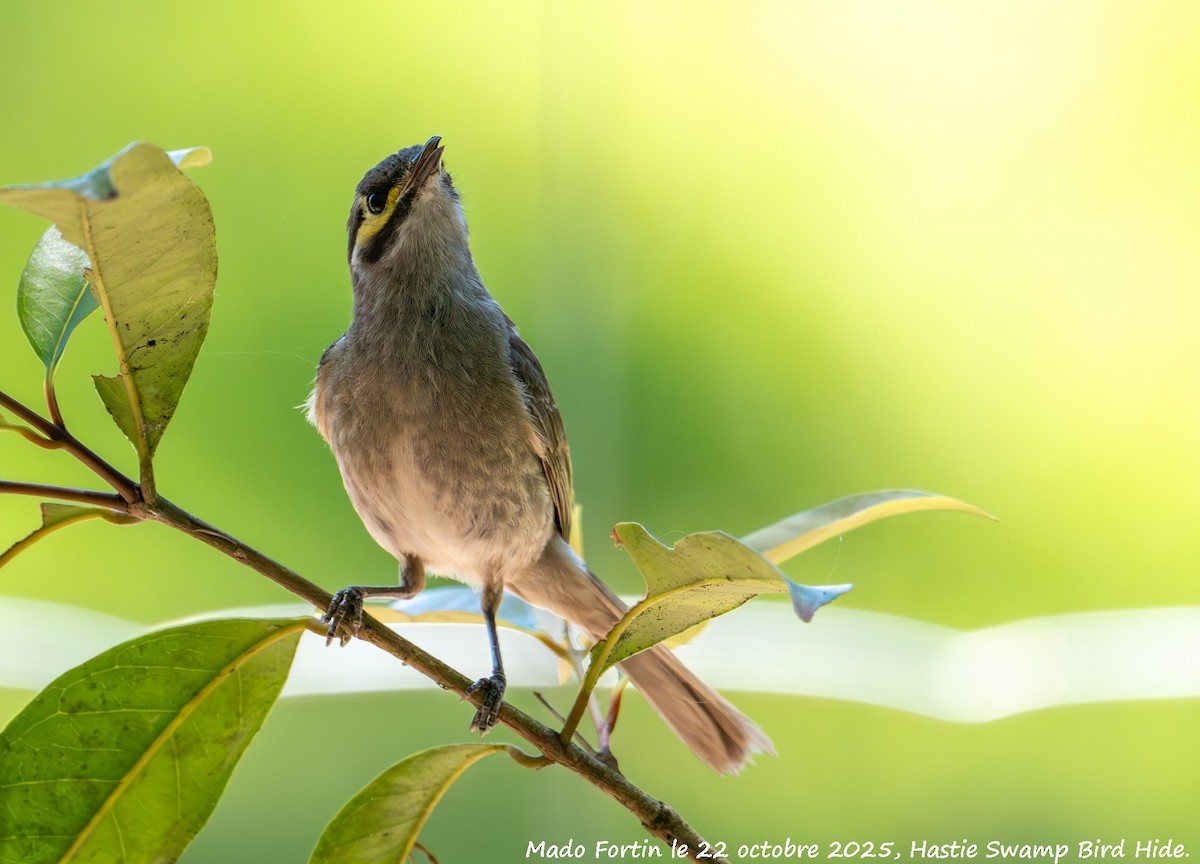 Yellow-faced Honeyeater - ML643922894