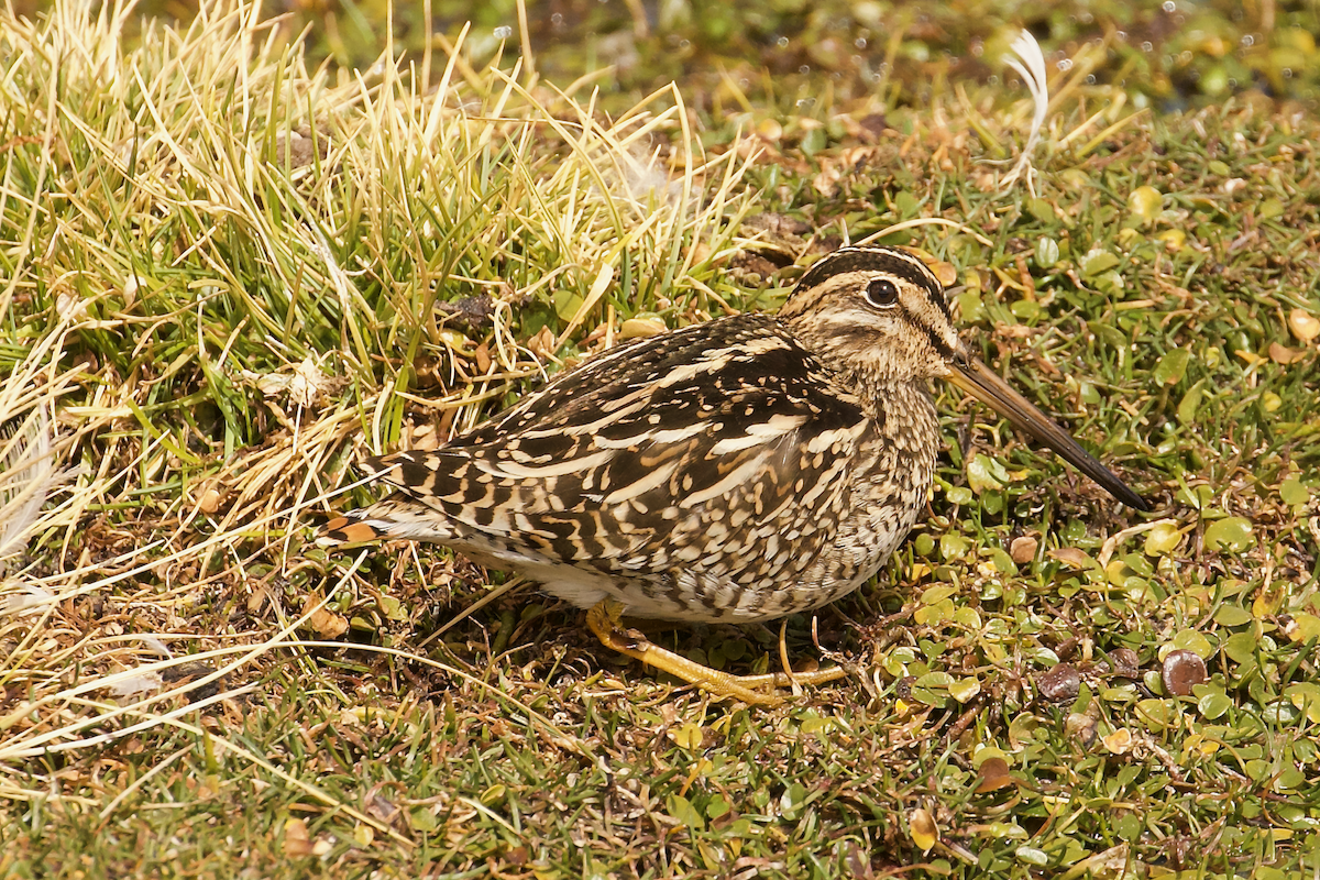Puna Snipe - ML643922896