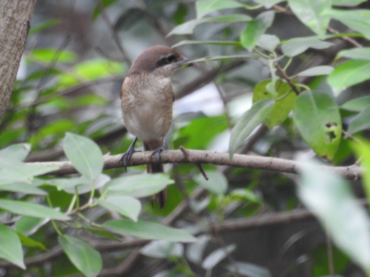 Brown Shrike (Philippine) - ML643922897