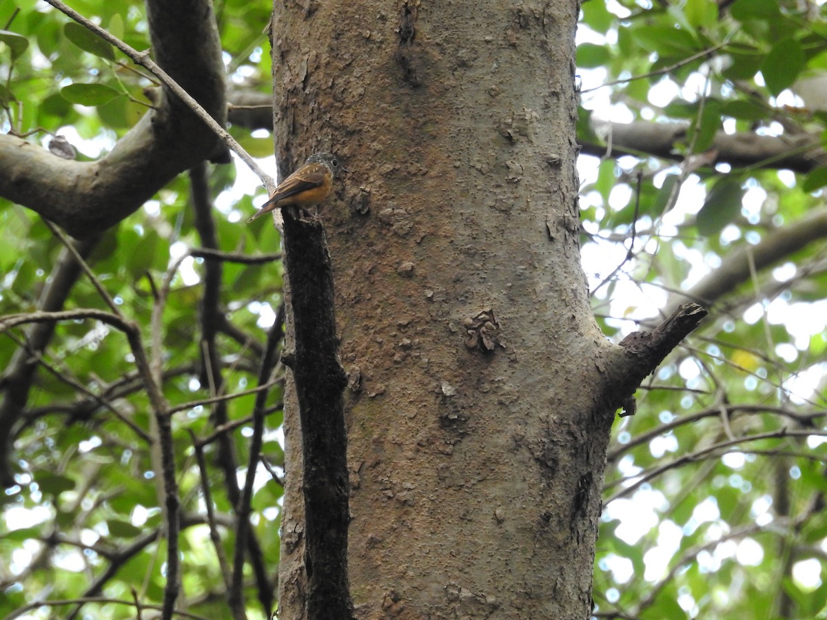 Ferruginous Flycatcher - ML643922905