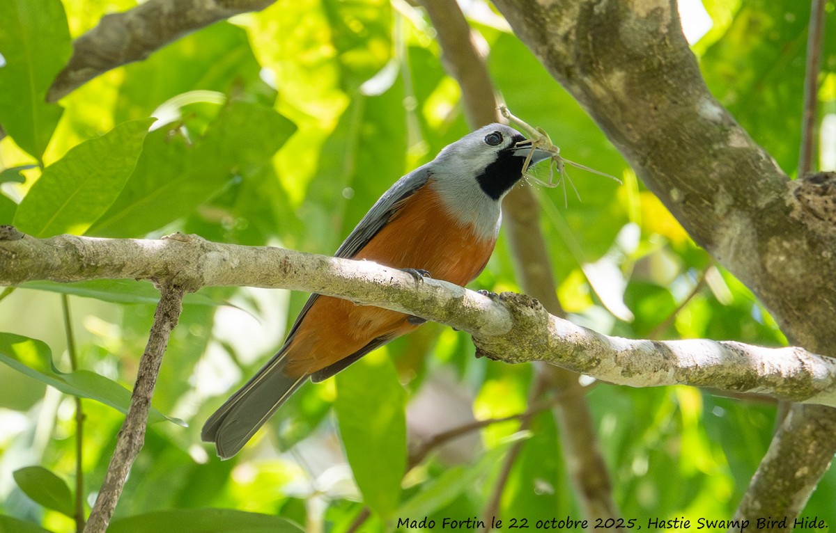 Black-faced Monarch - ML643922908