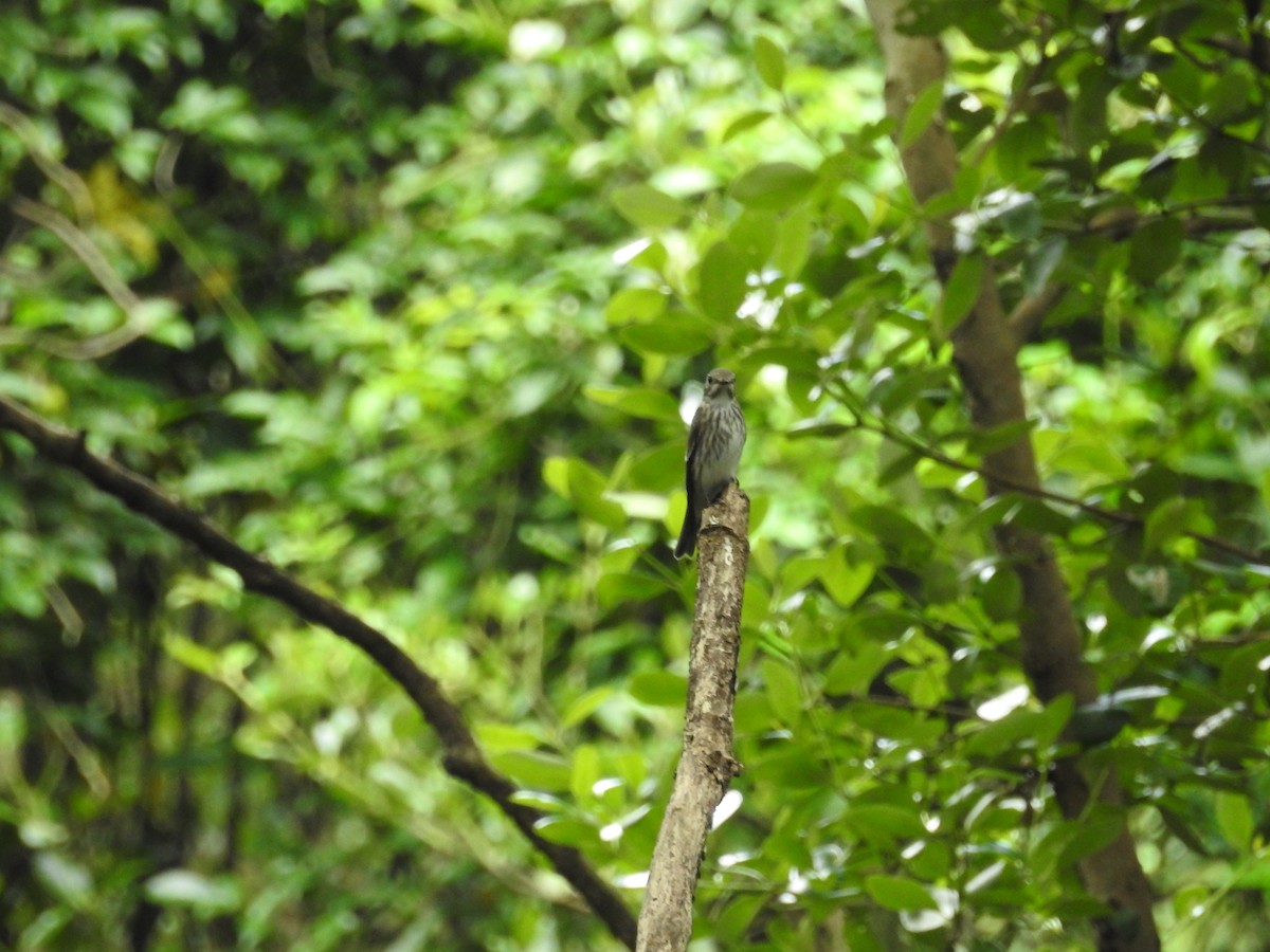 Gray-streaked Flycatcher - ML643922911