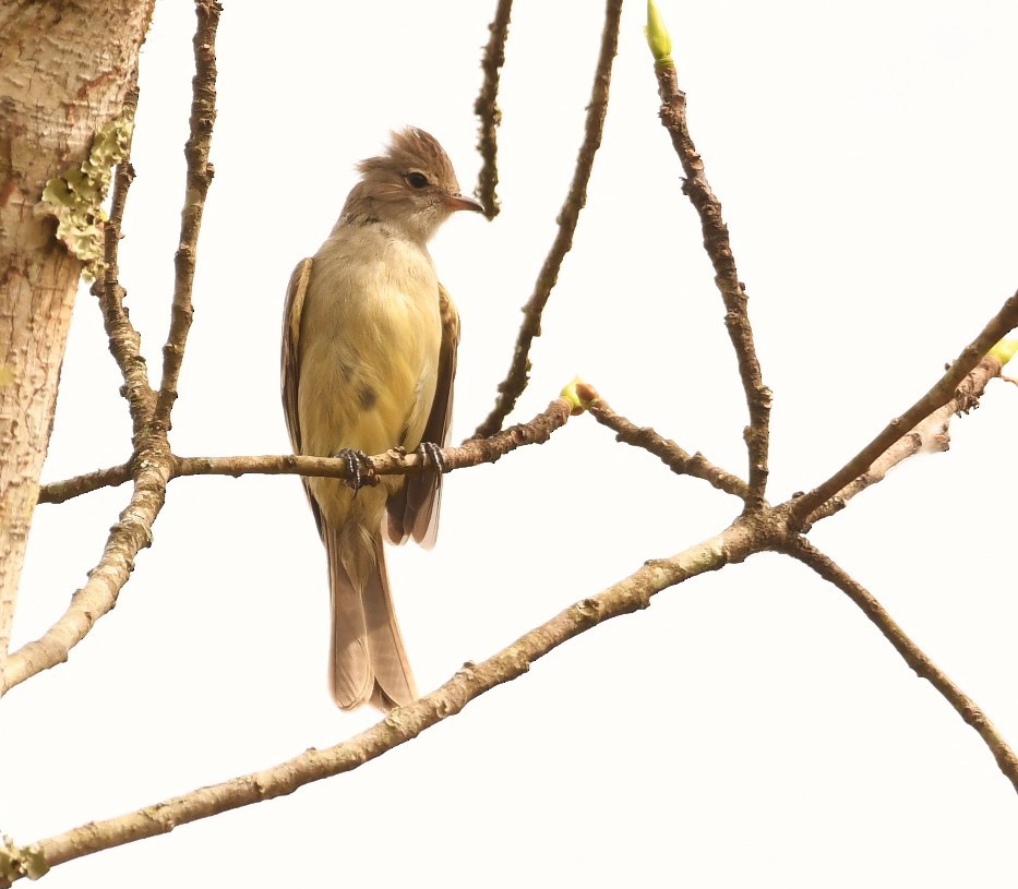 Yellow-bellied Elaenia - ML643922927
