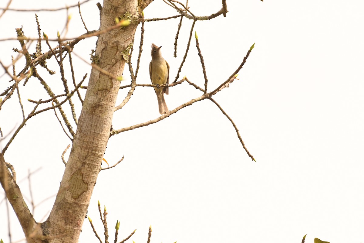 Yellow-bellied Elaenia - ML643922932