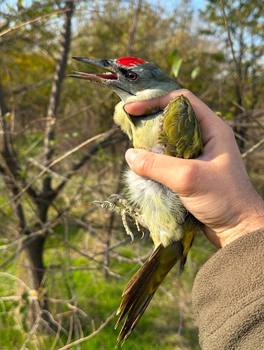 Gray-headed Woodpecker - ML643922949