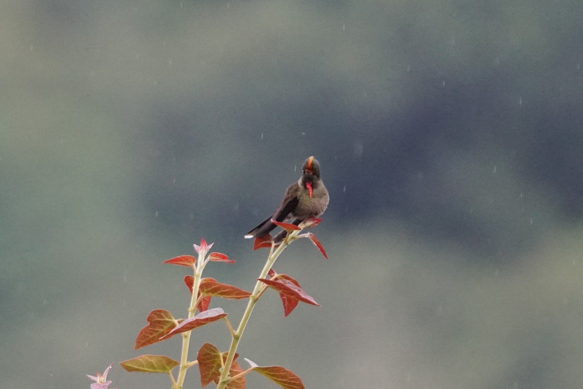 Rainbow-bearded Thornbill - ML643922982