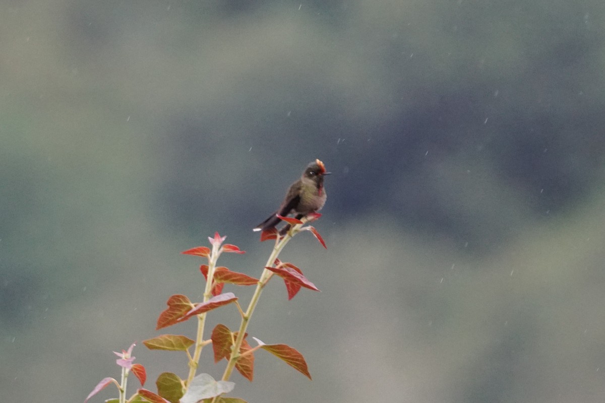 Rainbow-bearded Thornbill - ML643922983