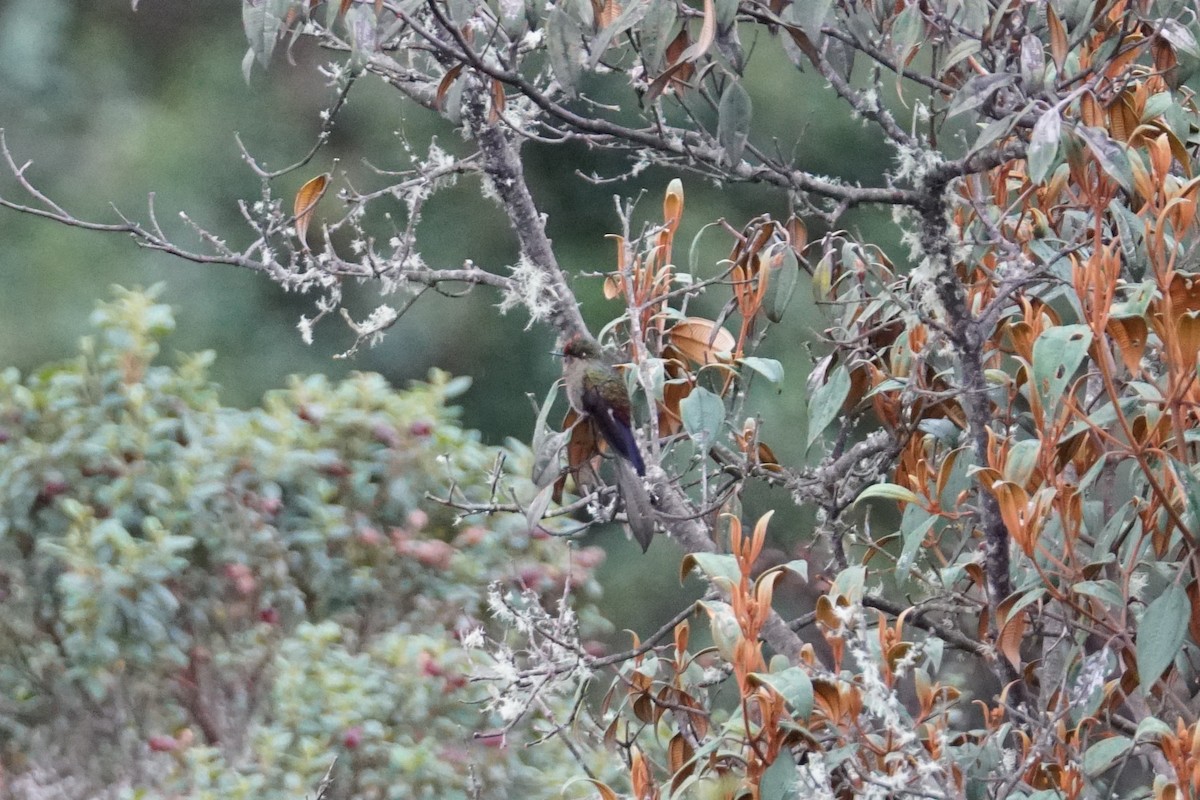 Rainbow-bearded Thornbill - ML643922984
