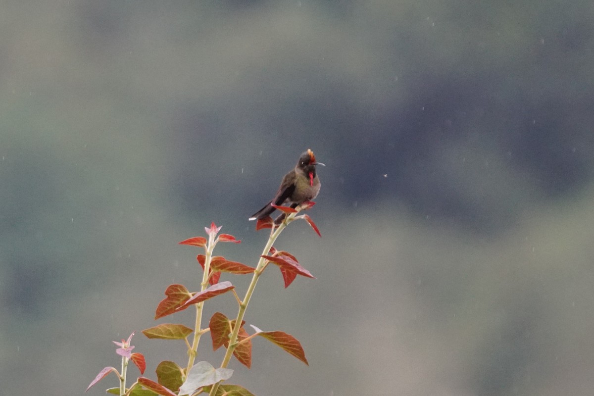 Rainbow-bearded Thornbill - ML643922985