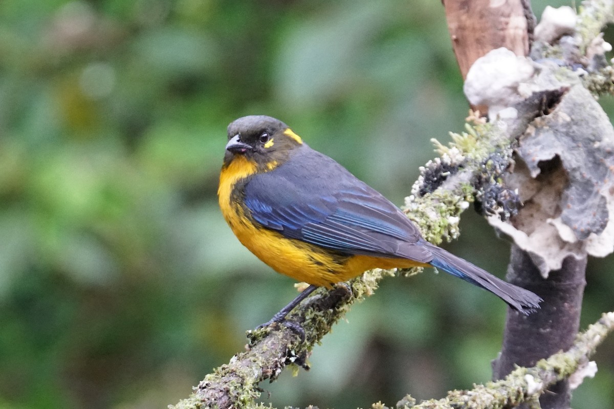 Tangara Lacrimosa (grupo palpebrosus) - ML643922987