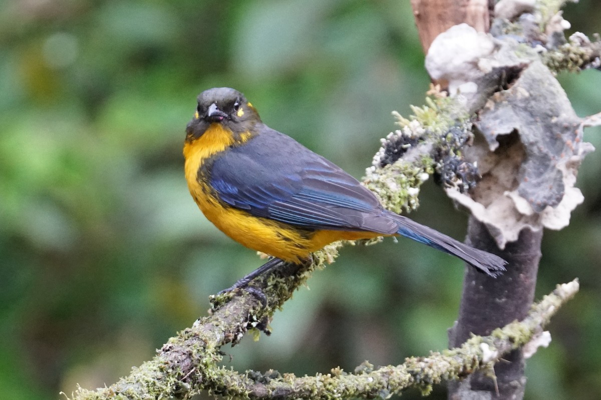 Tangara Lacrimosa (grupo palpebrosus) - ML643922988