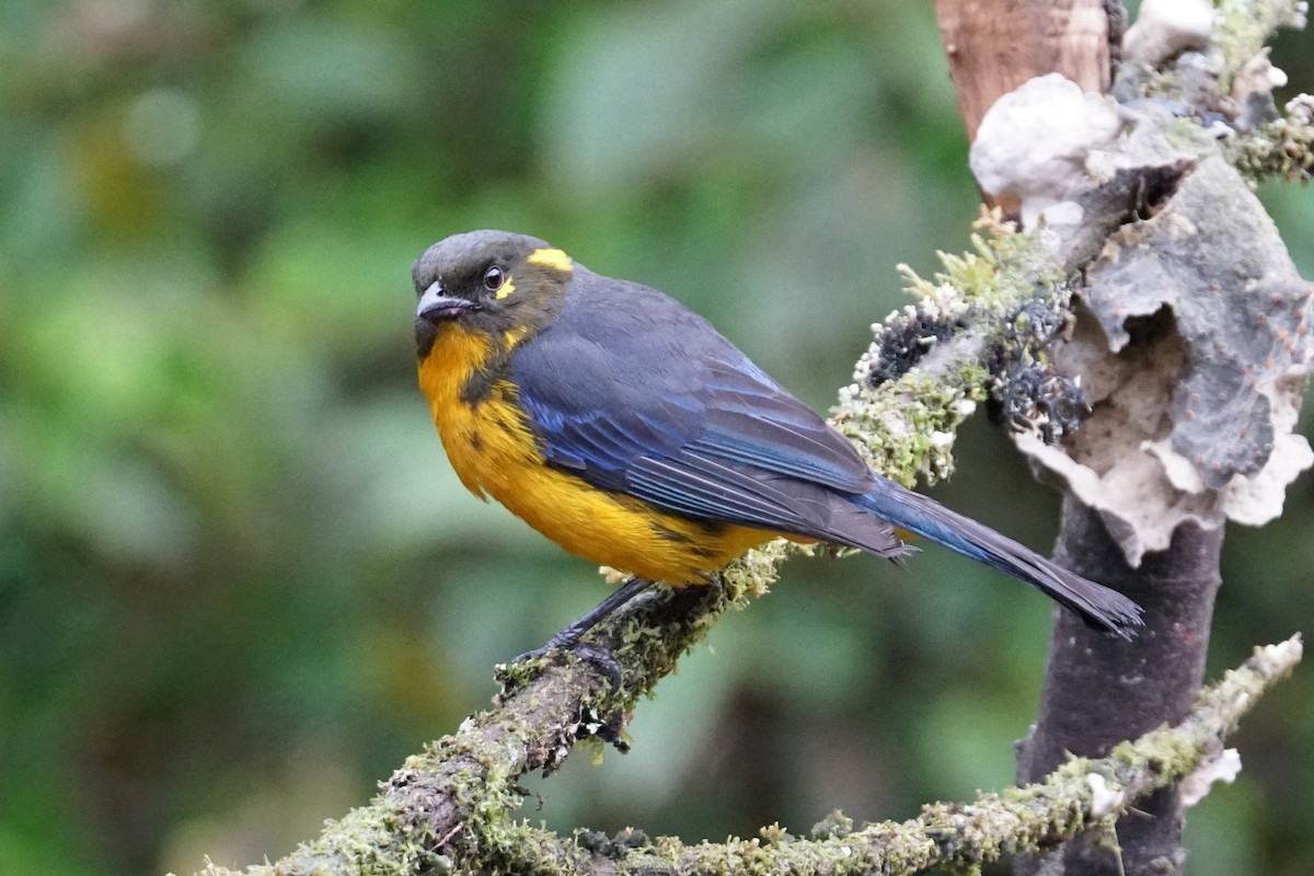 Tangara Lacrimosa (grupo palpebrosus) - ML643922989