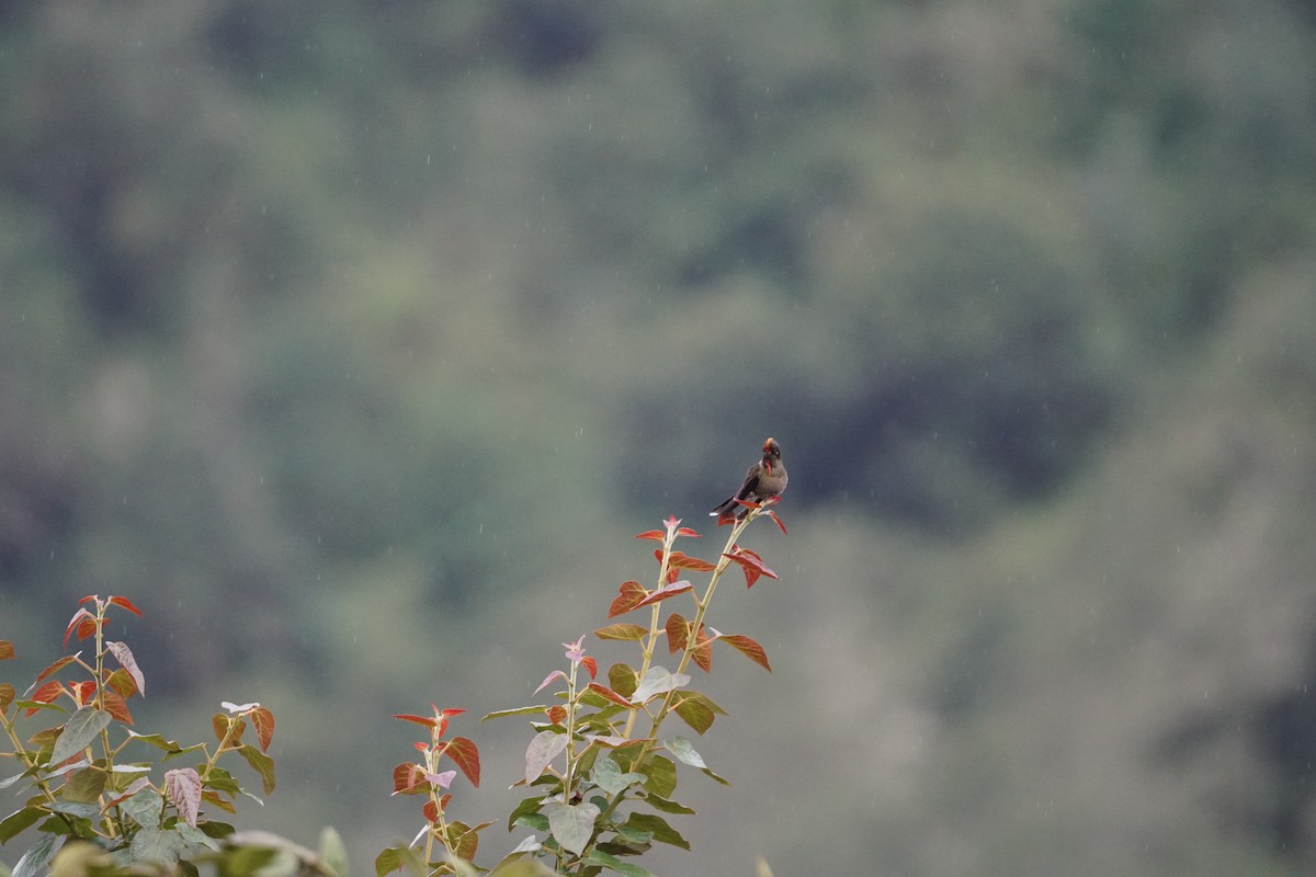 Rainbow-bearded Thornbill - ML643922994