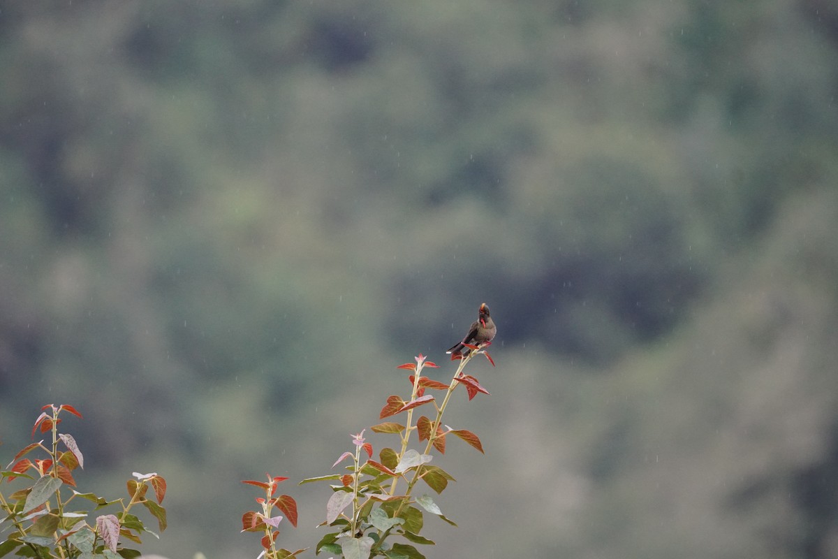 Rainbow-bearded Thornbill - ML643922996