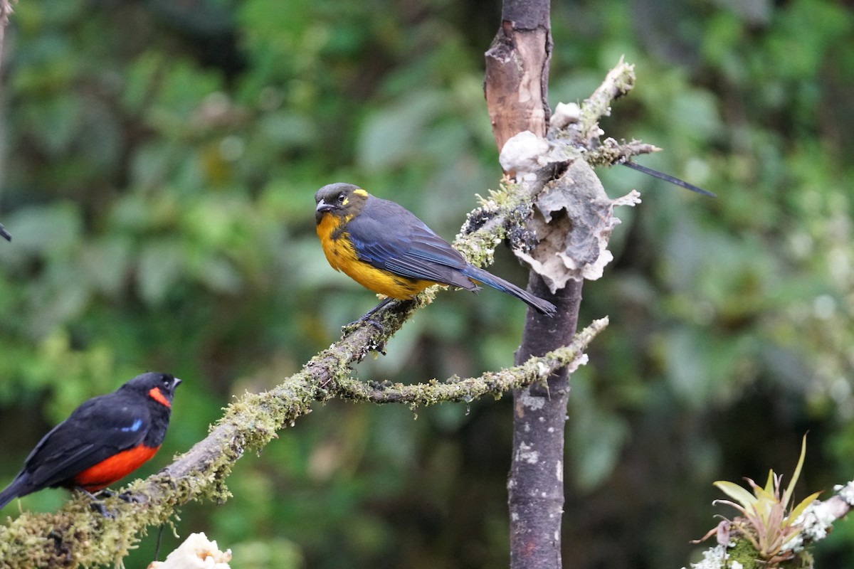 Tangara Lacrimosa (grupo palpebrosus) - ML643923003