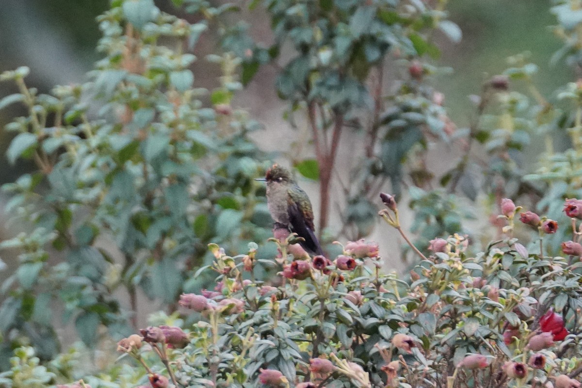 Rainbow-bearded Thornbill - ML643923009