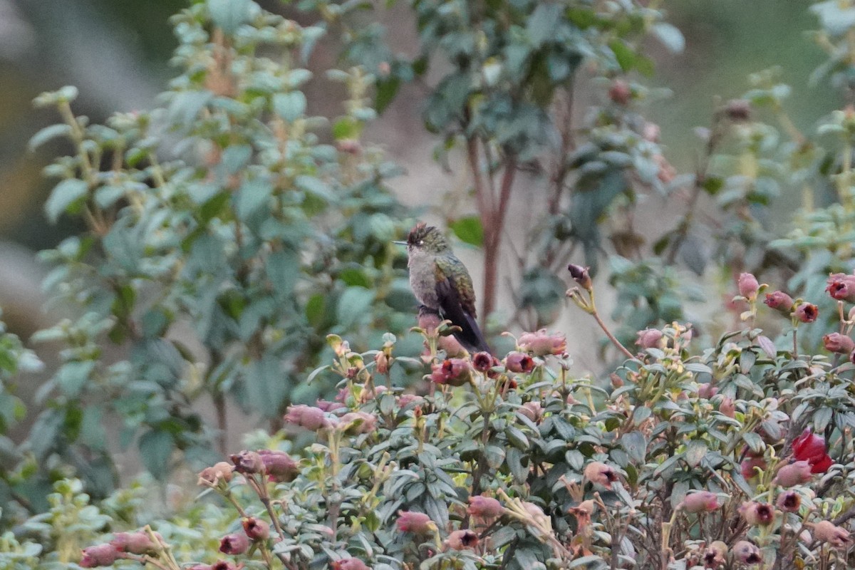 Rainbow-bearded Thornbill - ML643923010