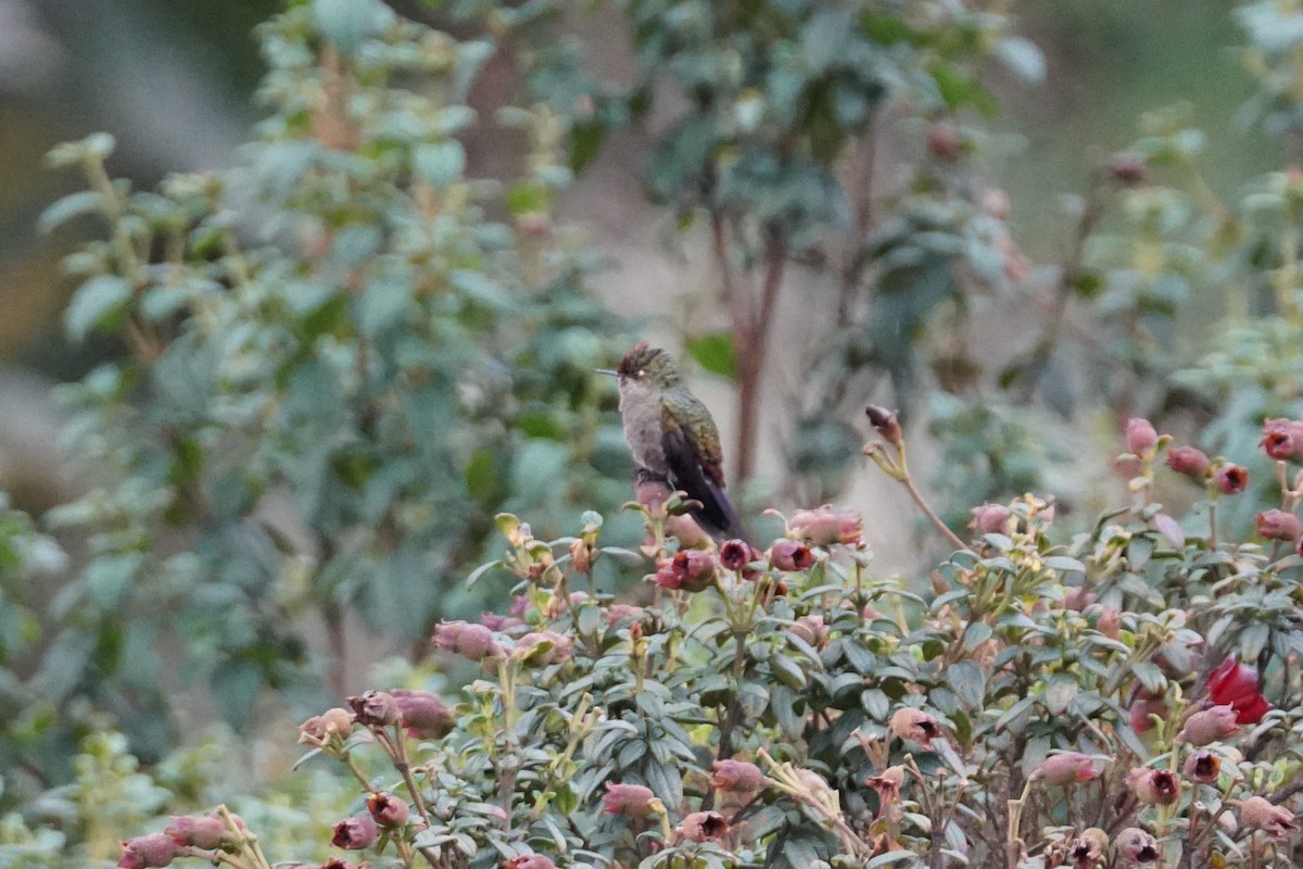 Rainbow-bearded Thornbill - ML643923011