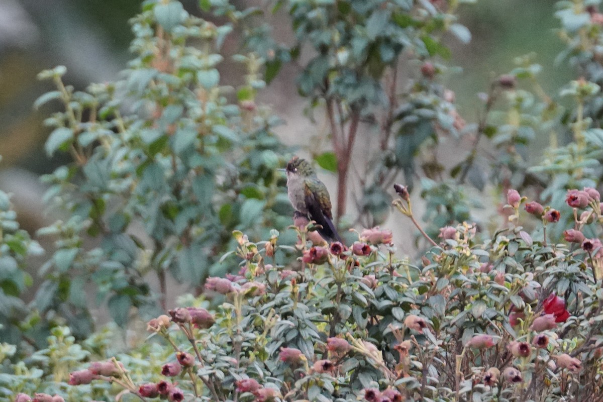 Rainbow-bearded Thornbill - ML643923012