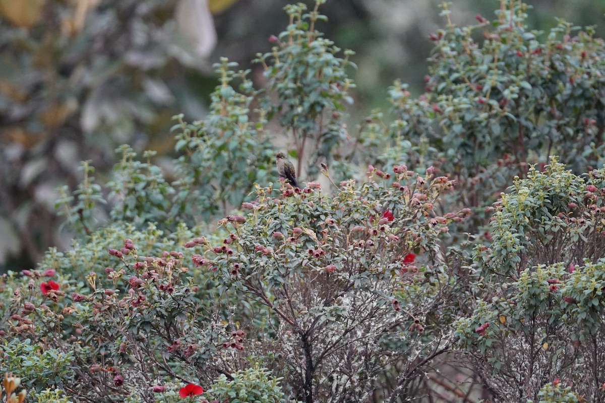 Rainbow-bearded Thornbill - ML643923031