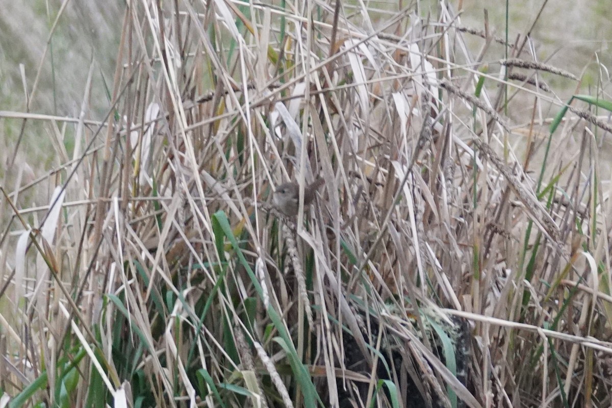 Grass Wren (Paramo) - ML643923051