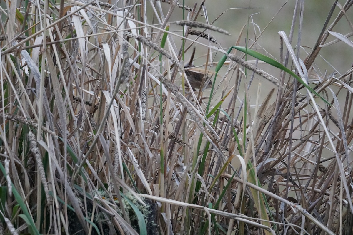 Grass Wren (Paramo) - ML643923052
