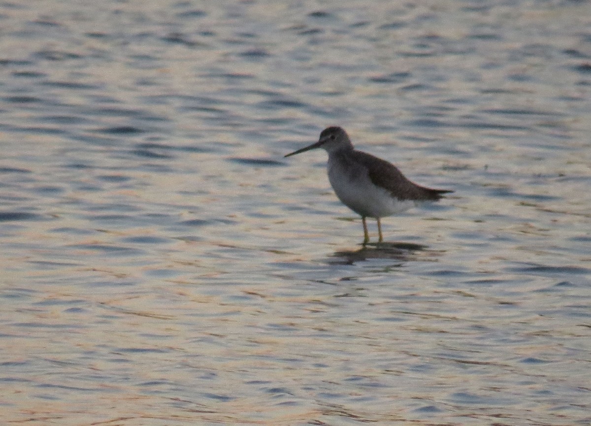 Greater Yellowlegs - ML643923054