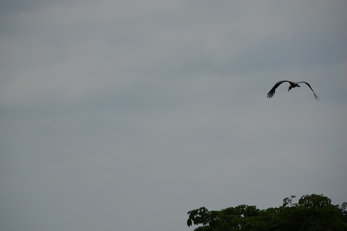 Wood Stork - ML643923059