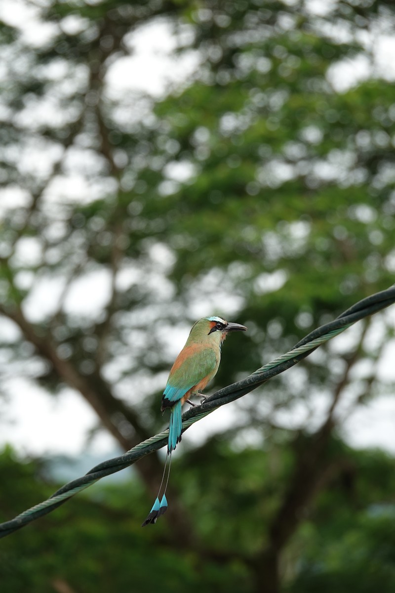 Turquoise-browed Motmot - ML643923062