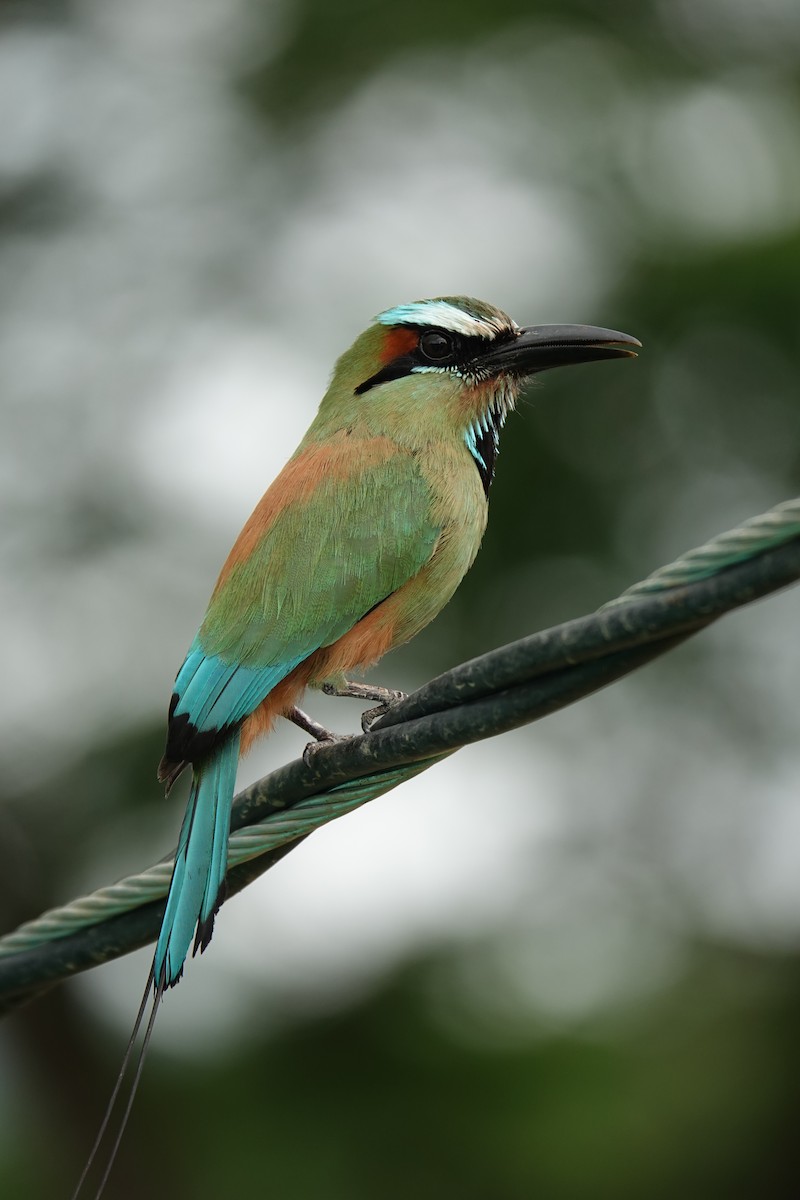 Turquoise-browed Motmot - ML643923063