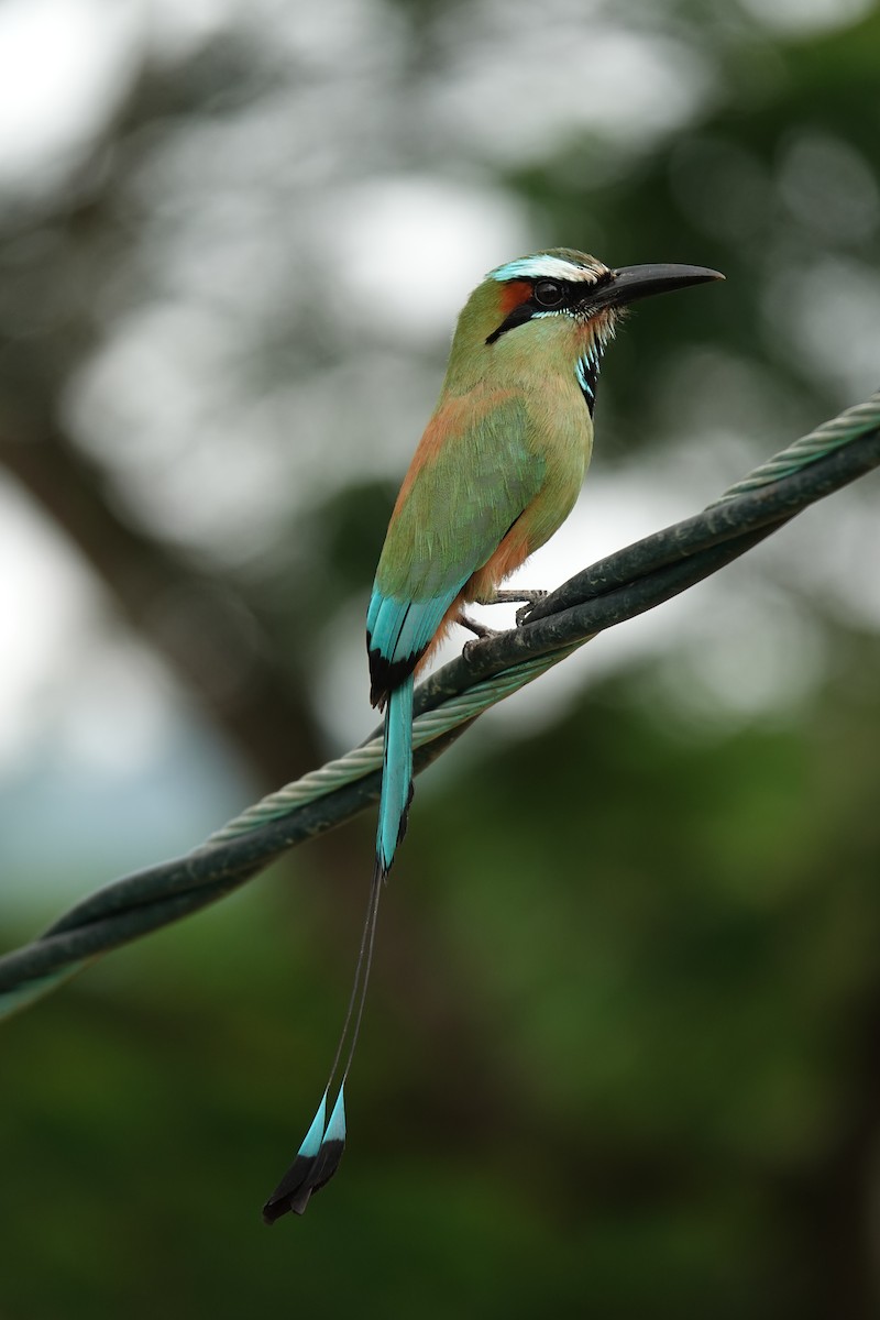 Turquoise-browed Motmot - ML643923064