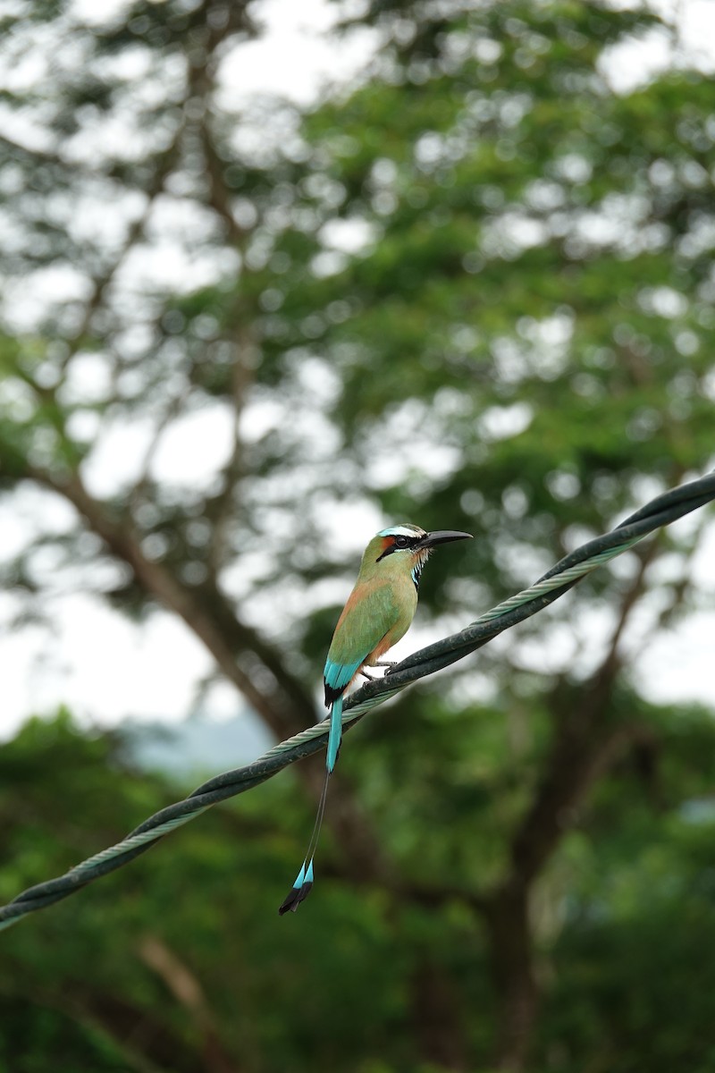 Turquoise-browed Motmot - ML643923065
