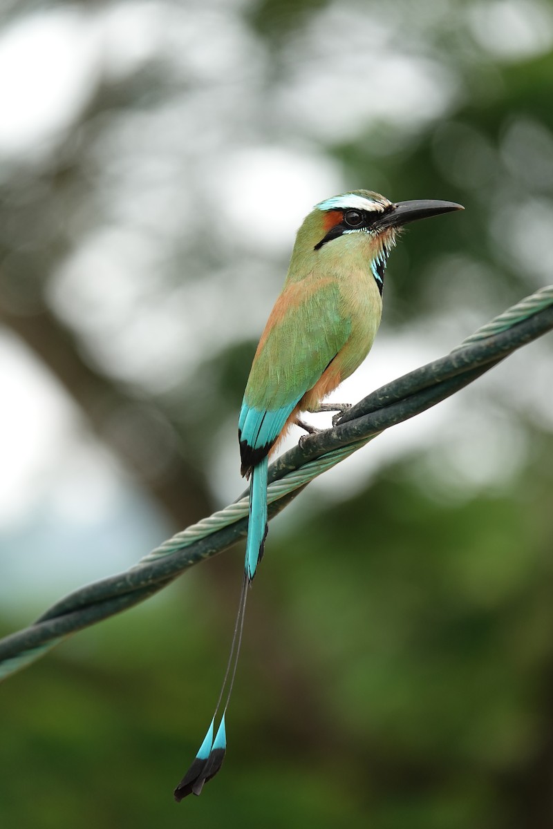 Turquoise-browed Motmot - ML643923066