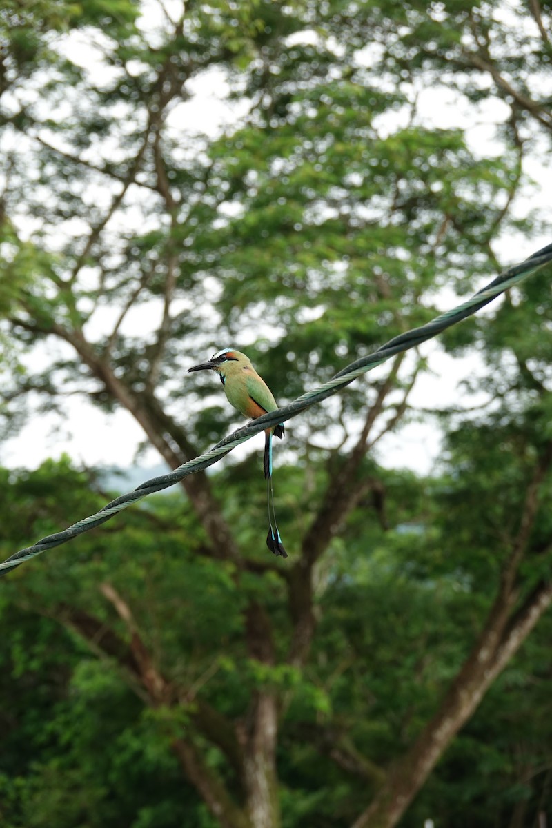 Turquoise-browed Motmot - ML643923068