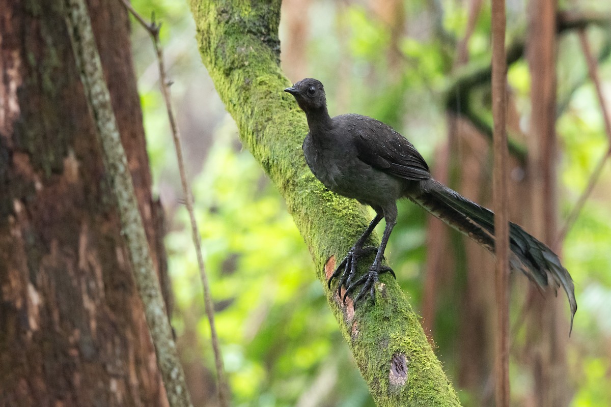 Superb Lyrebird - ML643923070