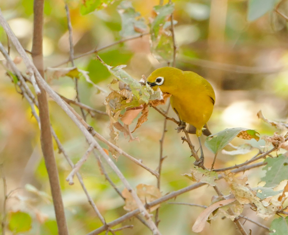 Southern Yellow White-eye - ML643923087