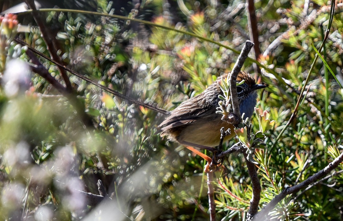 Southern Emuwren - ML643923101