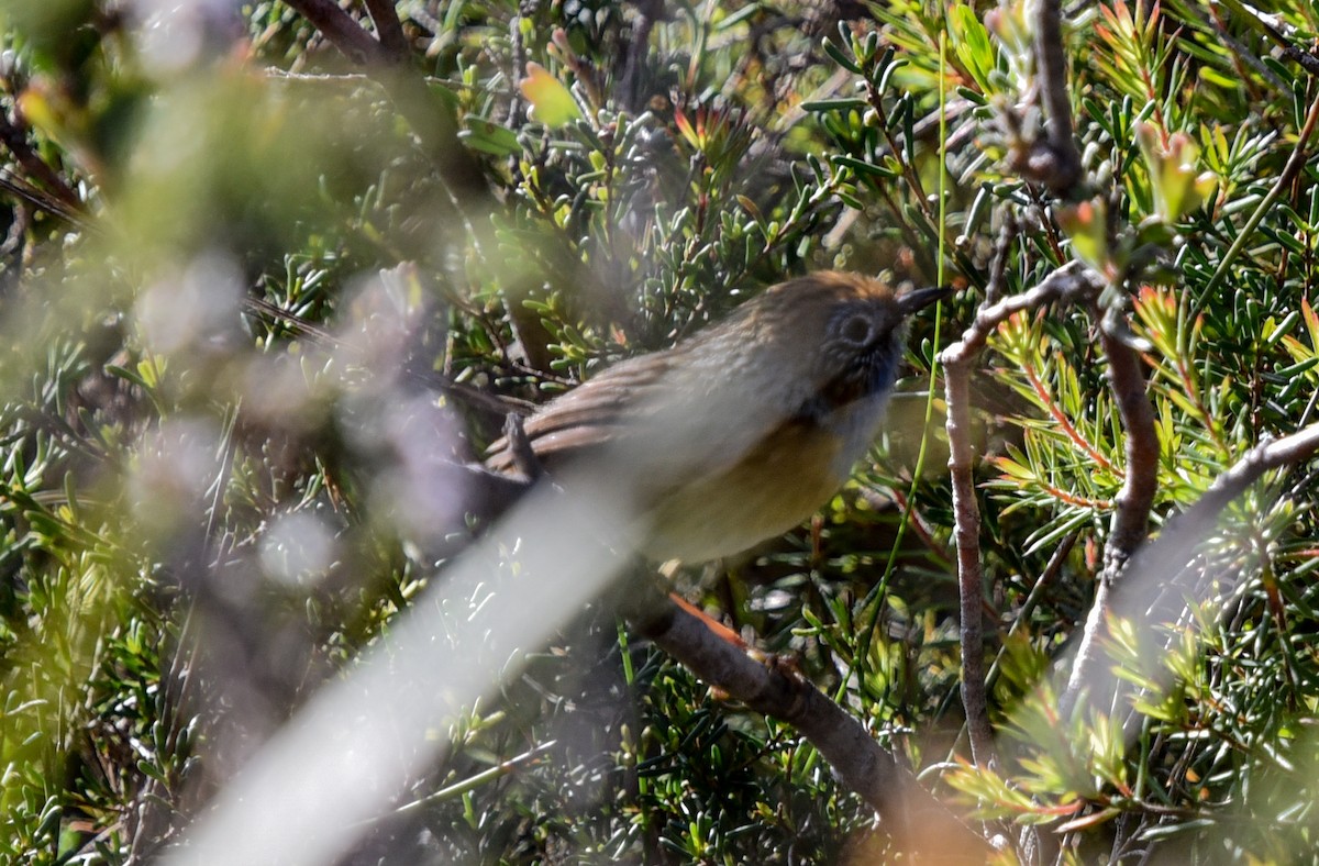 Southern Emuwren - ML643923102