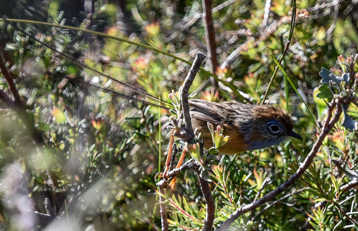 Southern Emuwren - ML643923103