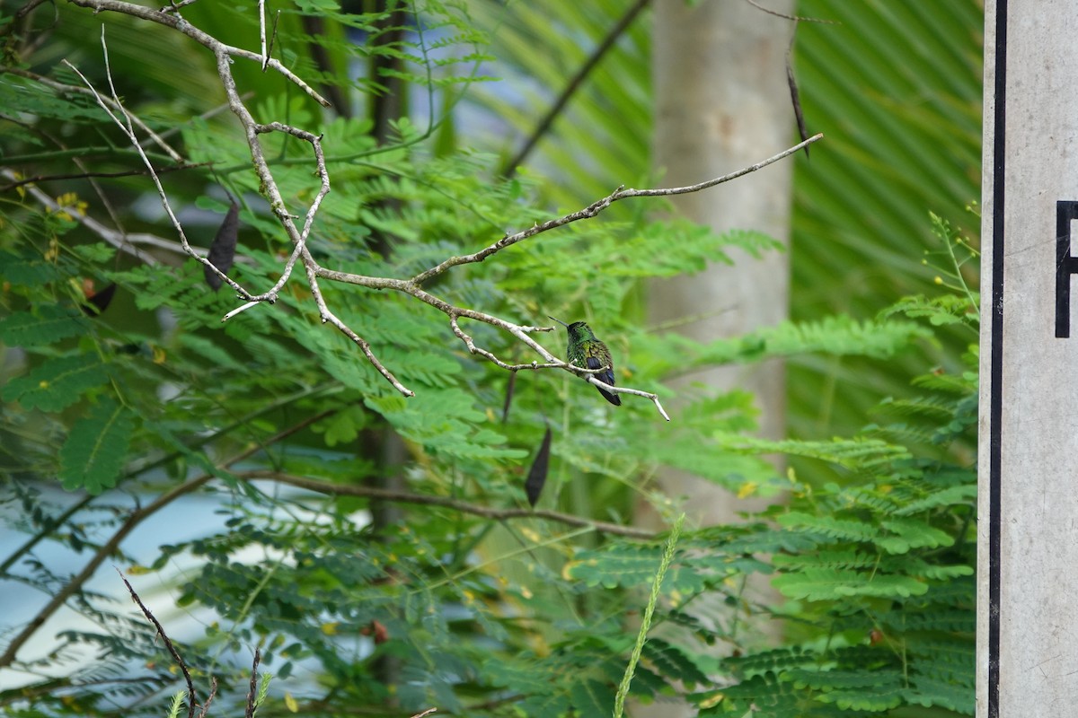 Blue-vented Hummingbird - ML643923106